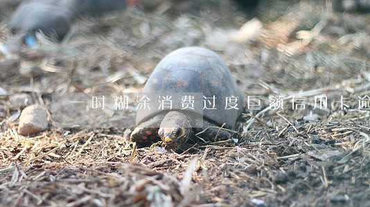 一时糊涂消费过度巨额信用卡逾期