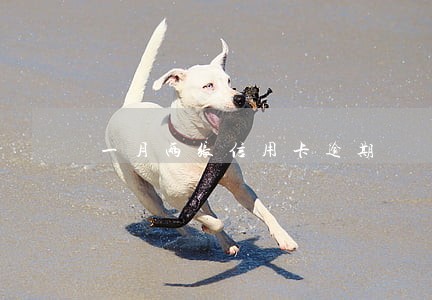一月两张信用卡逾期 一月两张信用卡逾期