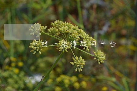 一村一法律顾问平台 一村一法律顾问平台