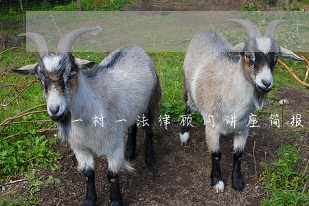 一村一法律顾问讲座简报 一村一法律顾问讲座简报
