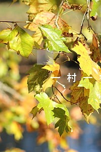 一村一社区法律顾问工作系统 一村一社区法律顾问工作系统