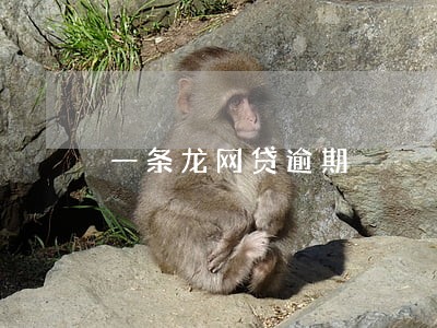 一条龙网贷逾期 一条龙网贷逾期