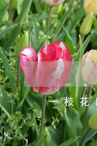 一枝花网贷逾期怎么办 一枝花网贷逾期怎么办