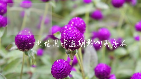 一次信用卡逾期影响买房不 一次信用卡逾期影响买房不