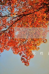 一次性还逾期信用卡能免息吗 一次性还逾期信用卡能免息吗