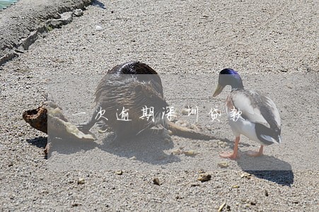一次逾期深圳贷款 一次逾期深圳贷款