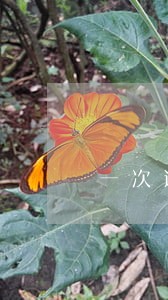一次逾期超过180天 一次逾期超过180天