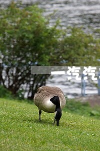 一汽汽车金融车贷逾期5次 一汽汽车金融车贷逾期5次
