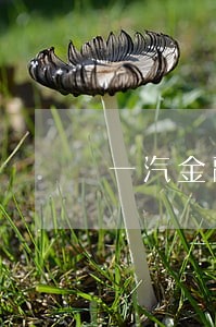 一汽金融逾期2019