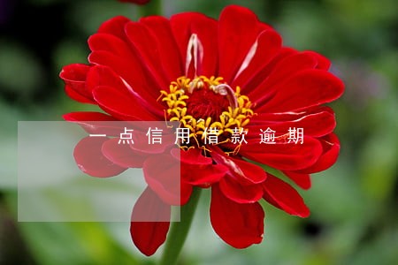 一点信用借款逾期 一点信用借款逾期