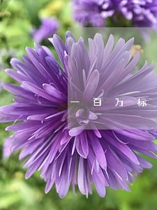 一百万标的诉讼费用是多少 一百万标的诉讼费用是多少