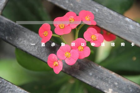 一直逾期可以申请信用卡吗 一直逾期可以申请信用卡吗