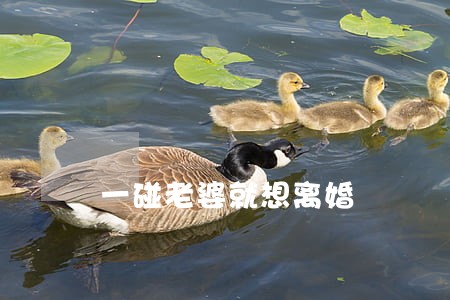 一碰老婆就想离婚 一碰老婆就想离婚