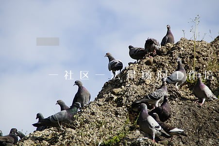 一社区一法律顾问工作培训