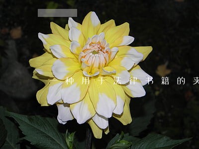 一种用于法律书籍的夹书器 一种用于法律书籍的夹书器