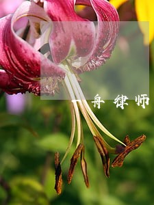 一舟律师 一舟律师