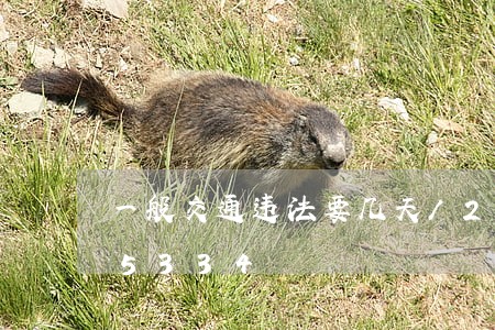 一般交通违法要几天/2023020295334
