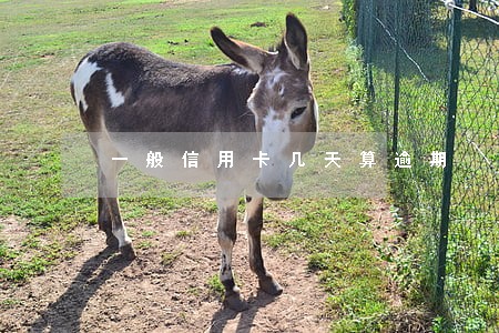 一般信用卡几天算逾期 一般信用卡几天算逾期