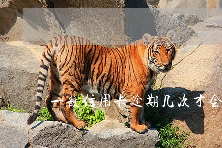 一般信用卡逾期几次才会被冻结 一般信用卡逾期几次才会被冻结