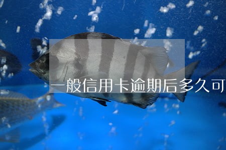 一般信用卡逾期后多久可以恢复