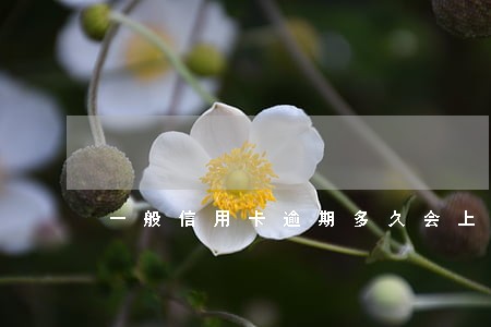 一般信用卡逾期多久会上门催收