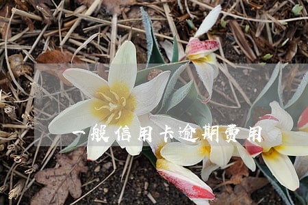 一般信用卡逾期费用 一般信用卡逾期费用