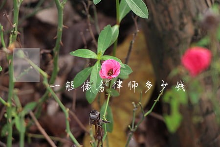 一般债务律师多少钱 一般债务律师多少钱