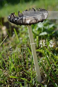 一般咨询律师收费标准 一般咨询律师收费标准
