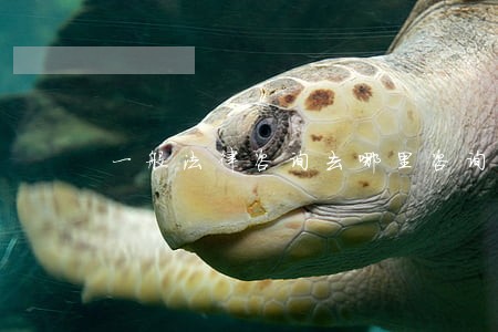 一般法律咨询去哪里咨询 一般法律咨询去哪里咨询