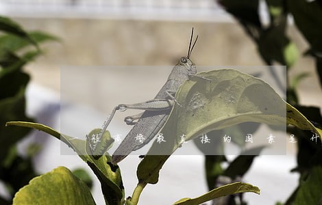 一般离婚最直接的因素是什么 一般离婚最直接的因素是什么