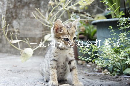 一般网贷逾期会打电话 一般网贷逾期会打电话