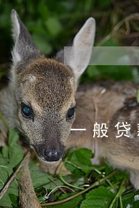 一般贷款逾期几个上调利率 一般贷款逾期几个上调利率