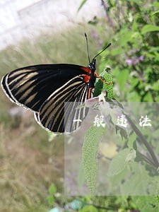 一般违法监控几时出来 一般违法监控几时出来