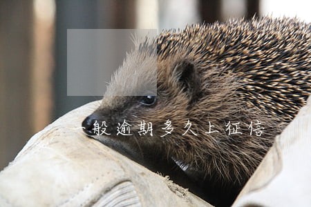 一般逾期多久上征信 一般逾期多久上征信