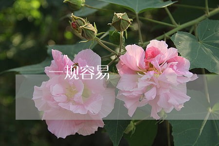 一规容易