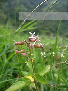 一起借贷纠纷案的法律分析 一起借贷纠纷案的法律分析