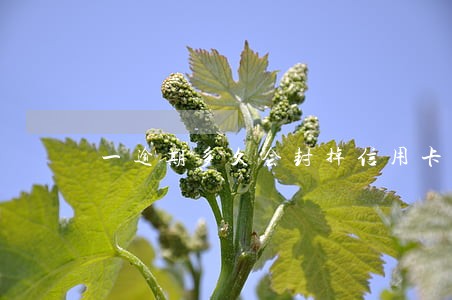 一逾期多久会封掉信用卡银行卡 一逾期多久会封掉信用卡银行卡