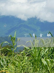 丁青金融证券律师信息在线查询 丁青金融证券律师信息在线查询