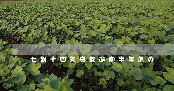 七到十四天贷款逾期半年怎办 七到十四天贷款逾期半年怎办