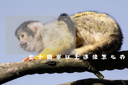 七十周岁以上违法怎么办
