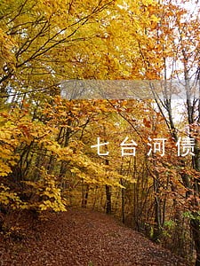 七台河债务诉讼律师 七台河债务诉讼律师