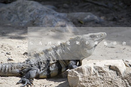 七天网贷逾期不接电话会怎样 七天网贷逾期不接电话会怎样