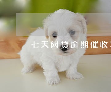 七天网贷逾期催收骂人 七天网贷逾期催收骂人