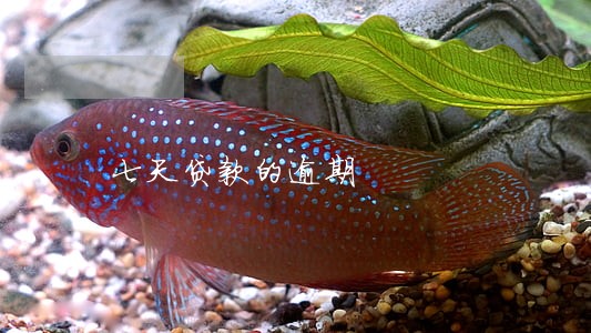 七天贷款的逾期 七天贷款的逾期