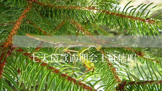 七天贷款逾期会上征信吗 七天贷款逾期会上征信吗