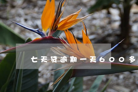 七天贷逾期一天600多的逾期费 七天贷逾期一天600多的逾期费