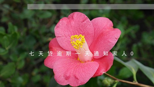 七天贷逾期一天通知家人0 七天贷逾期一天通知家人0