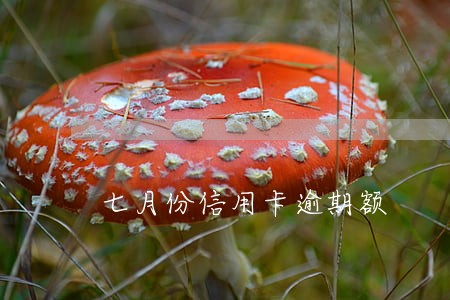 七月份信用卡逾期额 七月份信用卡逾期额