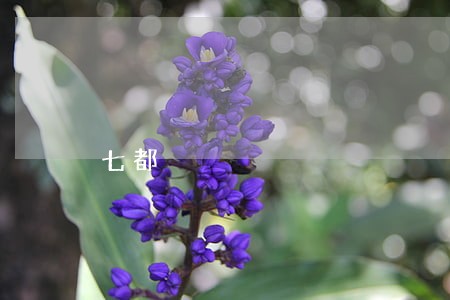 七都 七都