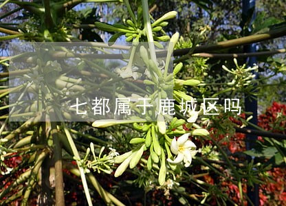 七都属于鹿城区吗 七都属于鹿城区吗